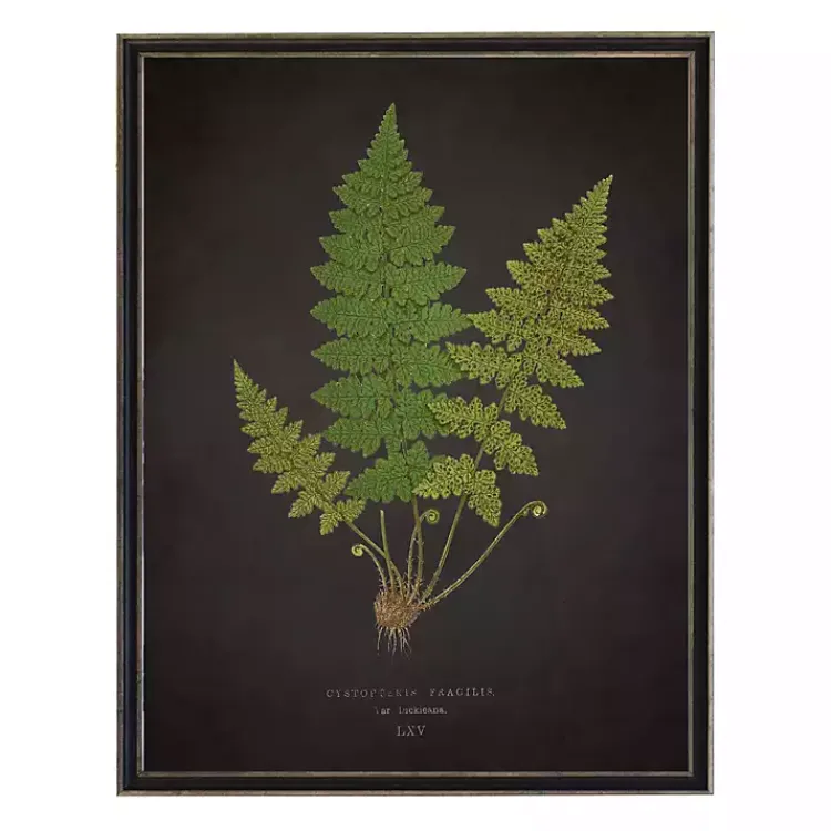 Framed Art-Kirklands Home Black Fern VI Framed Art Print
