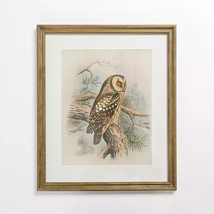Framed Art-Kirklands Home Tengmalm Owl Framed Art Print