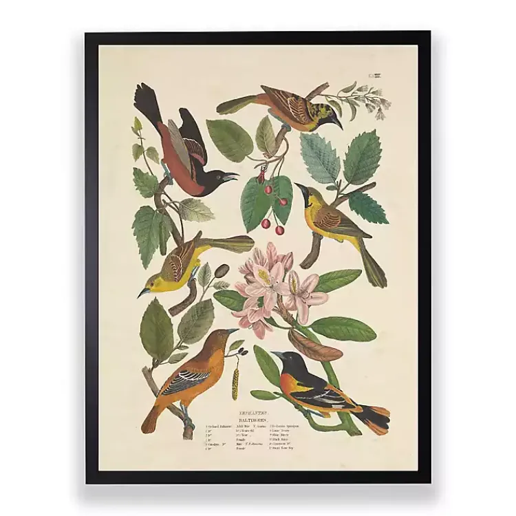 Framed Art-Kirklands Home Vintage Oriole Birds Framed Art Print