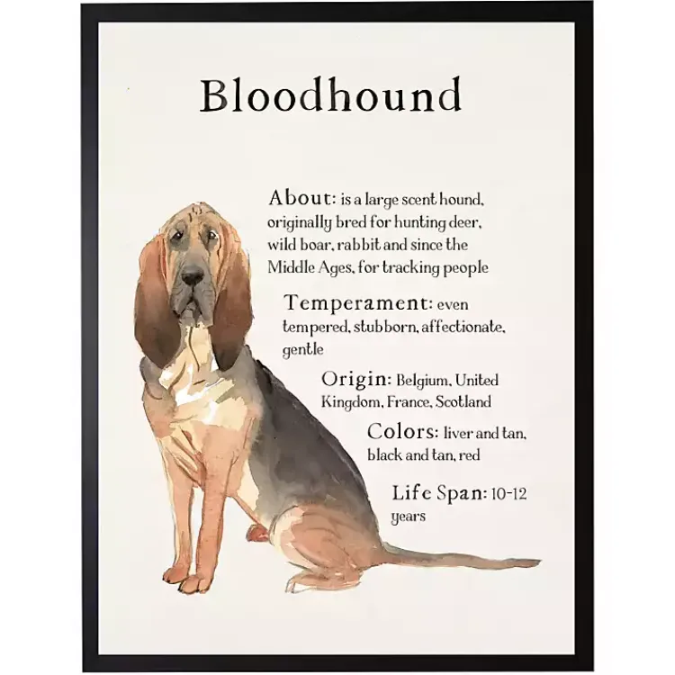 Wall Quotes & Signs-Kirklands Home Bloodhound Facts Framed Wall Plaque